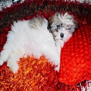 Pet-sitting-ziggy-on-pillow