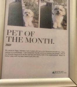 Ziggy Pet Of Month